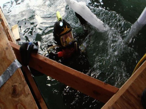 Gold Divers - Under the Ice: Amatører!