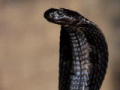 Nella terra dei serpenti a sonagli - promo