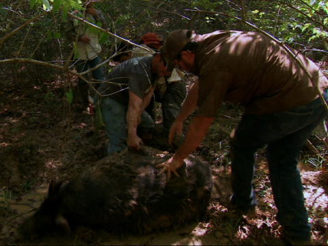 Biggest And Baddest: 130-kilos vildsvin