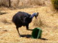 Biggest and Baddest: En sint Cassowary