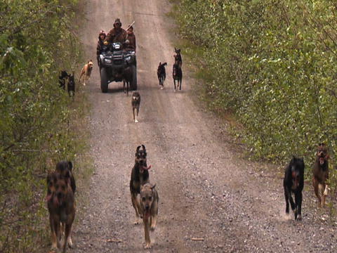 Yukon Men: Hundemotion