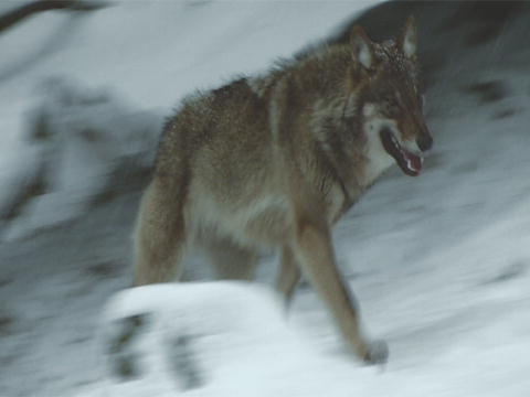 Yukon Men: Ulvejagt