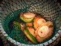 Abalone Wars: Abalone Season