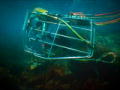 Abalone Wars: Risky Business