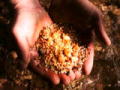 Gold Rush - New Season