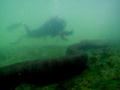 Swimming with Monsters