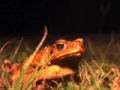 Dirty Jobs Down Under - Cane Toad Hunting