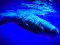 Magic of the Big Blue