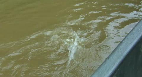 Los cordones carboxílicos para la pesca