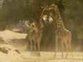 Batalha Animal